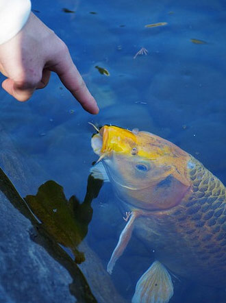 Thiết kế hồ cá Koi, thi công hồ cá Koi, thiet ke ho ca koi, thi cong ho ca koi, thiết kế hồ Koi, thiet ke ho Koi, thi công hồ Koi, thi cong ho Koi, thiết kế sân vườn, thiet ke san vuon, thi công sân vườn, thi cong san vuon, sân vườn với hồ Koi, Koi pond garden